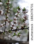 Small photo of Prunus tomentosa, Cerasus tomentosa blooms in the spring in the garden