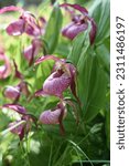 Small photo of Cypripedium: the garden orchid grows and blooms in the garden in spring