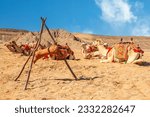 Small photo of Harnessed cute riding camels caravan camp resting in the desert, Al Ula, Saudi Arabia
