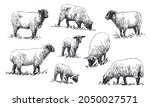 Sheep   Set Of Farm Animals...