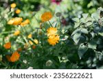 Small photo of Calendula Officinal. Officinal Plant. Yellow flowers in sunlight
