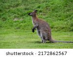 Small photo of Red-necked wallaby. Macropus rufogriseus, also known as the Bennett's wallaby.