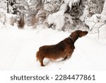 Red long haired dachshund in the snow on winter, Russian nature at winter, dog portrait full size, cold weather, dog and snow