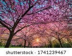Small photo of Sun rays peep through a lavish, pink flowers blanket underneath a sakura cherry alley or boulevard bearing life, renewal and rebirth concepts. The tree or flower tunnel shelter people in the distance