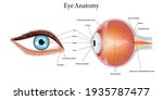 The Human Eye Anatomy Isolated...