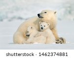 northern Ellesmere Island/Canada-01/21/2019.  photo of polar bear in Canada 