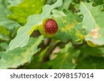 Small photo of Round red and green deleterious gall on oak tree leaf