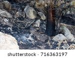 Burned Base Of A Pine Tree From ...