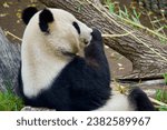 Small photo of Close-up of playful adult panda munching on fresh bamboo stick with voracious appetite. Adorable black and white giant panda in China. Lazy young mammal in wild habitat. Life in captivity. Ecotourism.