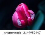 Small photo of tulipan, bell-shaped plant, appreciated throughout the world for its beauty and the vivacity of its colors.