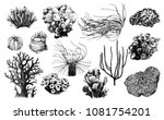 Hand Drawn Collection Of Corals ...