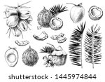 set of hand drawn coconuts.... | Shutterstock .eps vector #1445974844