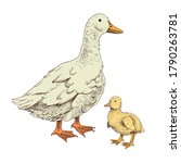 Hand Drawn Domestick Duck And...