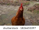 Small photo of Front view of a red laying hen in the peanut gallery of an organic outdoor rearing in Midi-Pyrenees, Southern France, featuring brown feather and a big red comb on the head