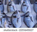 Tasty and Fresh Salty Water Fishes