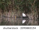 Little Egret Hunting In The...