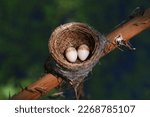Small photo of The eggs of Malaysian pied fantail in nest . bird 'nest . Malaysian pied fantail 'nest with two eggs .