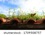 Plants Grown On Roof Tiles ...