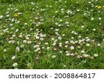 Lawn With Daisies. A Group Of...