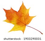 autumn maple leaf for herbarium. a yellow-orange leaf isolated on a white background with a clipping path.