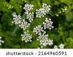 Flowers Of Cow Parsley...
