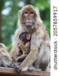 Barbary Macaque Mother With...