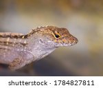 The Brown Anole Is A Species...