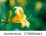 A Yellow Daylily Flower. The...
