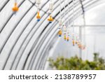 Small photo of Sprinkler irrigation system in a greenhouse. Concept for irrigation, irrigation sprinkler, glasshouse, water sprinkler, trickle emitters, crop, agriculture and water efficiency.