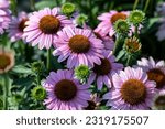 Echinacea flowers in a park. A flowering field of echinacea. It is a genus of herbaceous flowering plants in the daisy family. Close up on the flowers of this plant.