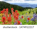 Indian Paintbrush and lupin in the foreground along with other wildflowers on the meadow in the mountains