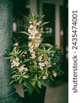 Small photo of The mature Kalanchoe pinnata can be up to 1 meter tall. Kalanchoe pinnata is a plant that grows wild in areas with temperate climates. Kalanchoe pinnata is a plant that grows wild in areas with temper