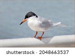 Forster's Tern Perched On A...