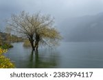 Small photo of Tree in water on lake Bohinj during the flood event in November 2023, when the water was about 2m above normal level