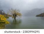 Small photo of Flooded tree on lake Bohinj during the flood event in November 2023, when the water was about 2m above normal level