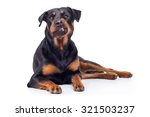 Rottweiler Dog Gnash Teeth