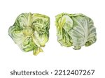 Set Watercolor Head Cabbage...