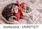 Kitten Sleep On Cozy Blanket...
