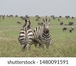 Small photo of Zebras Keeping taking turns to keep guard