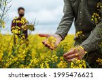 A farmer checks the flowering rapeseed plants, an agronomist in the background with a tablet enters data. Smart farm, technologies in agronomy, internet. Man examining blooming