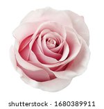 Beautiful Rose Flower Isolated...