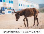 Small photo of A scraggy looking donkey foal in the seaside village of Tafedna in Essaouira province.