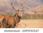 Small photo of Wildlife portrait of a Scottish Red Deer (Cervus elaphus scoticus) stag in the mountain countryside of Glen Etive in the Scottish Highlands, Scotland.