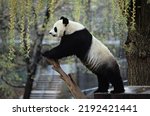Giant Panda Standing On Wood...
