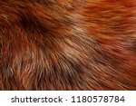 Animal Fur Texture Of Wolf Or...