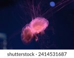 Small photo of Fluorescent jellyfish swimming underwater aquarium pool with red neon light. The Lion's mane jellyfish, Cyanea capillata also known as giant jellyfish, arctic red jellyfish, hair jelly