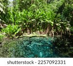 Small photo of Sacred spring and pond near Bua Tong Sticky Waterfalls in Chiang Mai province, Thailand.