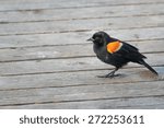 Red Winged Blackbird On The Dock