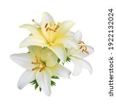 White Lily Flowers Isolated On...