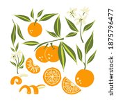 mandarin set. exotic tropical... | Shutterstock .eps vector #1875796477